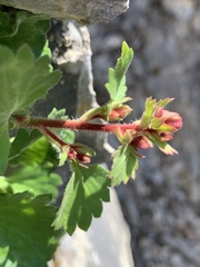 Telesonix heucheriformis