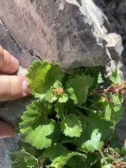 Telesonix heucheriformis