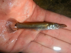 Pike Killifish photo 2