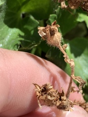 Telesonix heucheriformis