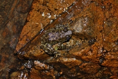 Amolops hongkongensis