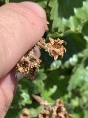 Telesonix heucheriformis