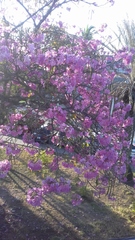 Handroanthus impetiginosus