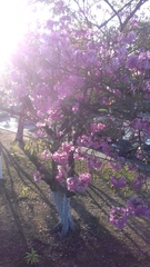 Handroanthus impetiginosus