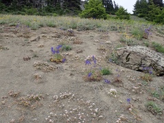 Delphinium glareosum