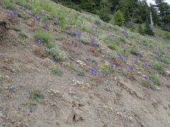 Delphinium glareosum
