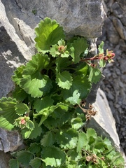 Telesonix heucheriformis