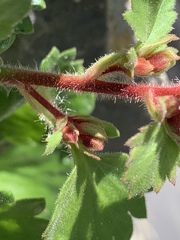 Telesonix heucheriformis