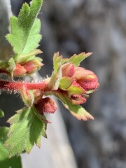 Telesonix heucheriformis