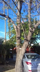 Handroanthus impetiginosus