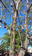 Handroanthus impetiginosus