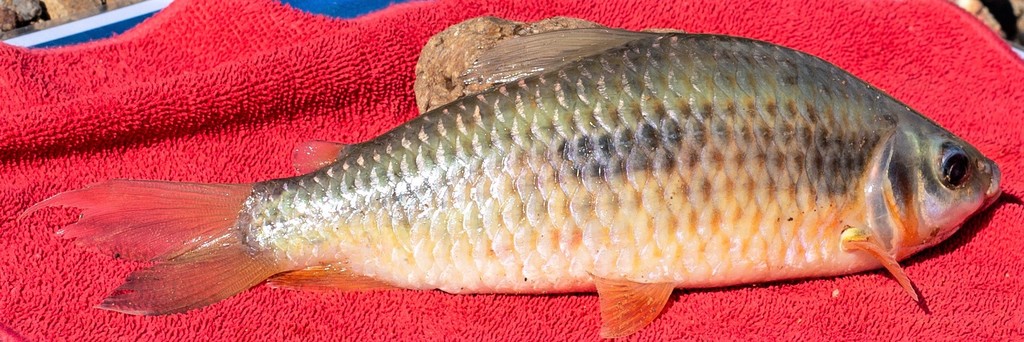 Gosse's Leporinus