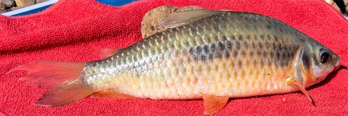 Leporinus gossei