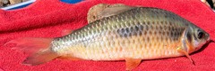 Gosse's Leporinus
