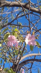 Handroanthus impetiginosus