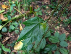 Psiguria pedata, photograph (c) Zac Peterson, some rights reserved (CC BY)