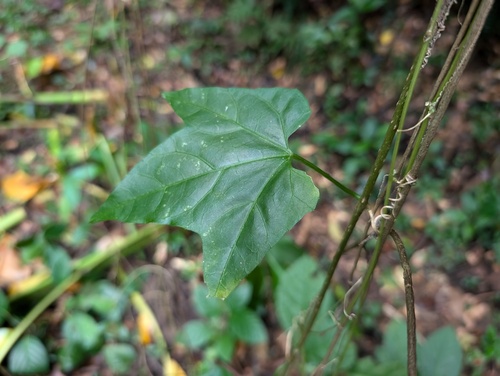 Psiguria pedata, photograph 4