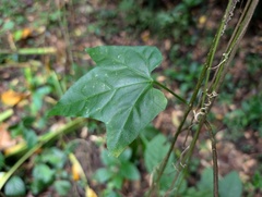 Psiguria pedata, photograph (c) Zac Peterson, some rights reserved (CC BY)