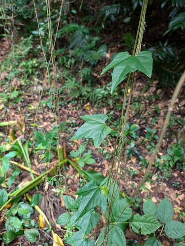 Caribbean pygmymelon (Psiguria pedata)