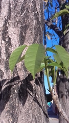 Handroanthus impetiginosus