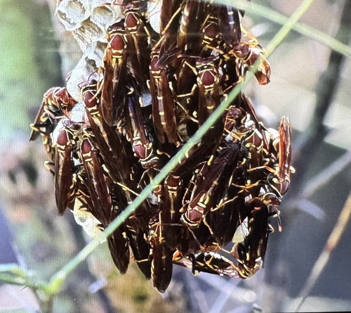 Unstable Paper Wasp photo 3