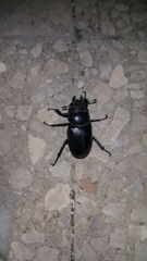 Lucanus
