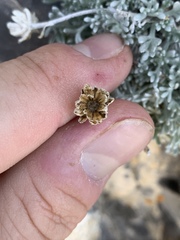 Artemisia constricta