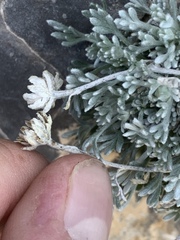 Artemisia constricta