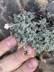 Artemisia constricta