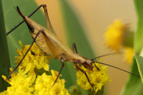 Black-horned Tree Cricket photo 4