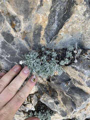 Artemisia constricta