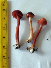 Laccaria paraphysata