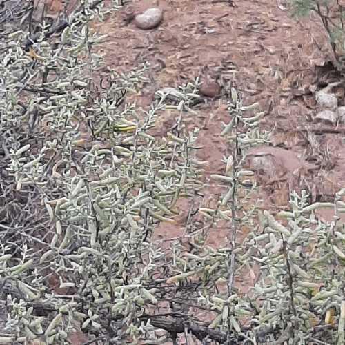 Image of Suaeda divaricata by (c) veonatura, some rights reserved (CC BY)