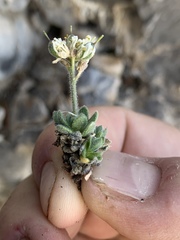 Draba jaegeri