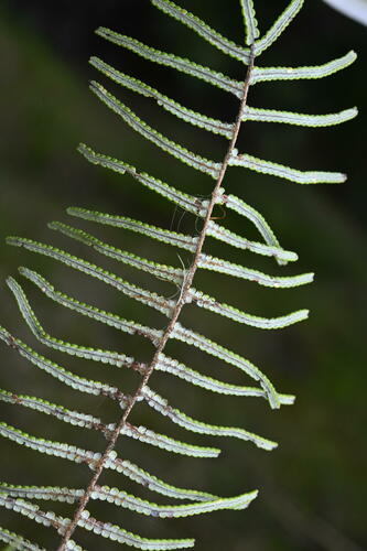 Image of Gleichenia inclusisora by (c) Saryu Mae 前 朝琉, some rights reserved (CC BY)