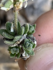 Draba jaegeri