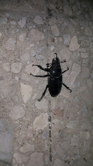 Lucanus
