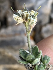 Draba jaegeri