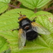 Yellow-faced Fly - Photo (c) Sally Hutt, some rights reserved (CC BY-NC), uploaded by Sally Hutt