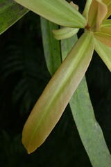 Rapanea salicina (Rapanea salicina)