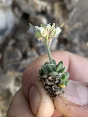 Draba jaegeri