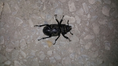 Lucanus