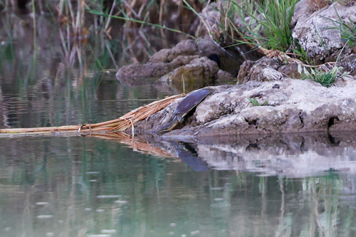 iNaturalist observation 2024-04-15