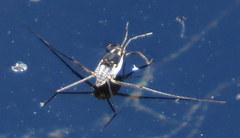 Trepobates subnitidus