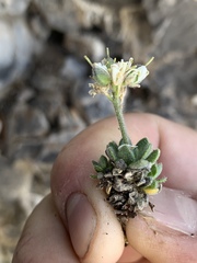 Draba jaegeri