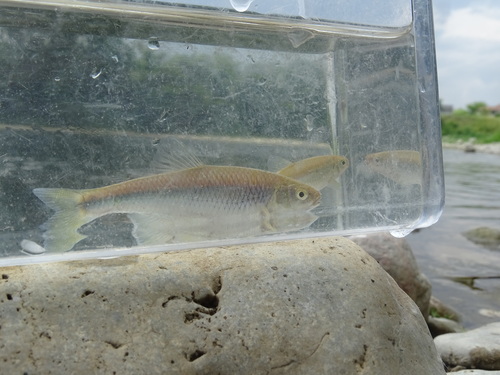 Cyprinella spiloptera