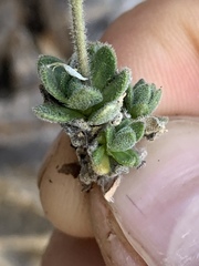 Draba jaegeri