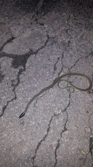 Thamnophis proximus proximus