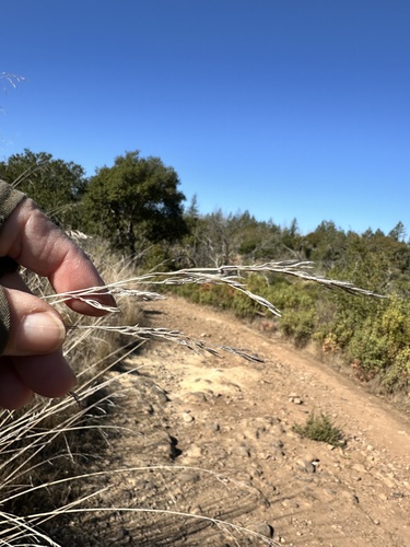 Image of Festuca californica by no rights reserved