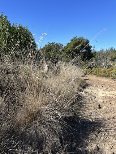 Image of Festuca californica by no rights reserved
